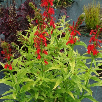 Lobelia cardinalis 'Golden Torch' PPAF