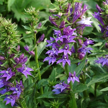 Lobelia 'Grape Knee-Hi'