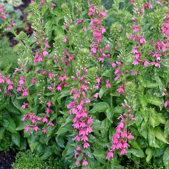 Lobelia 'Monet Moment' 