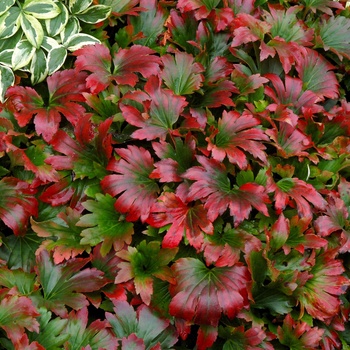 Mukgenia rossii 'Crimson Fans'