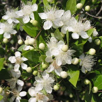 Myrtus communis 