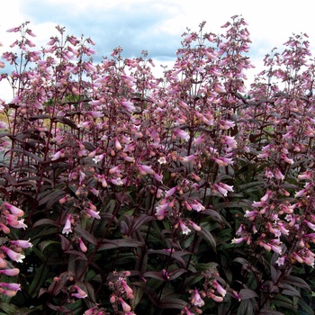 Penstemon 'Dark Towers' PP20013