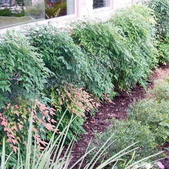 Nandina domestica 'Compacta'