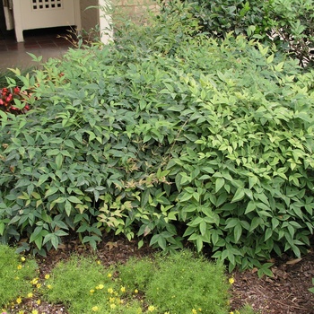 Nandina domestica 'Harbour Dwarf'