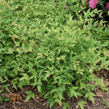 Nandina domestica 'Harbour Dwarf' 