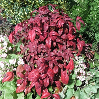 Nandina domestica 'Nana Purpurea'