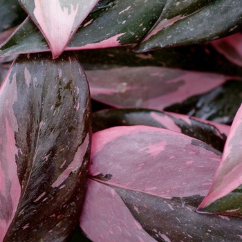 Philodendron erubescens 'Pink Princess'