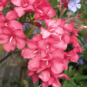 Nerium oleander 'Cherry Ripe' 