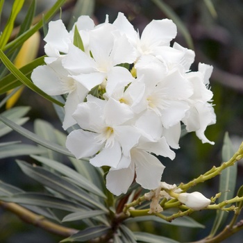 Nerium oleander 'Dwarf White' 
