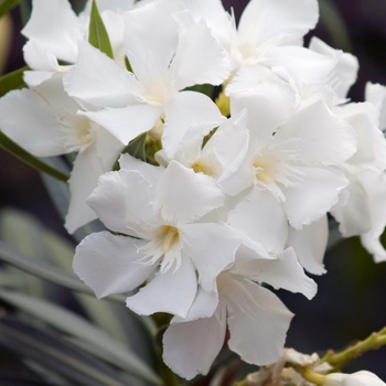 Nerium oleander 'Sister Agnes'