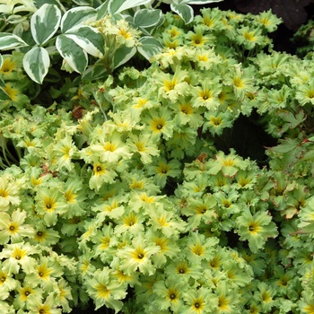 Primula 'Green Lace' 