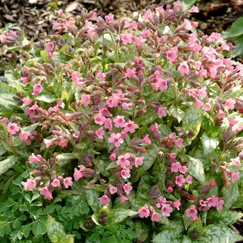 Pulmonaria 'Bubble Gum' PP14086