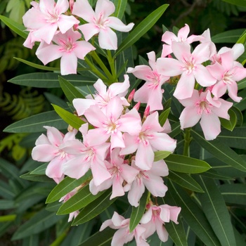 Nerium oleander