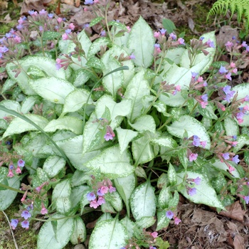 Pulmonaria 'Excalibur' 8958