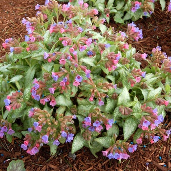 Pulmonaria 'Excalibur' (014696)