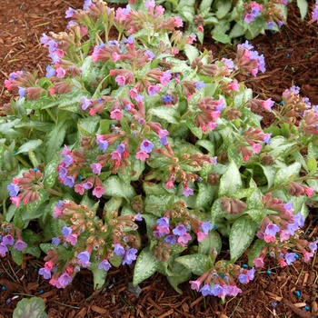 Pulmonaria 'Excalibur'