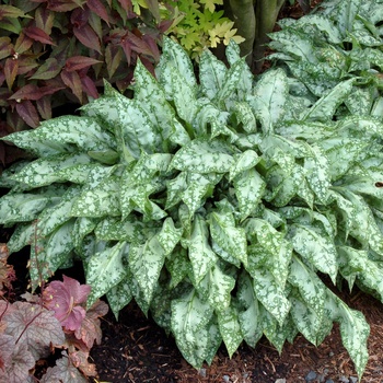 Pulmonaria 'High Contrast'