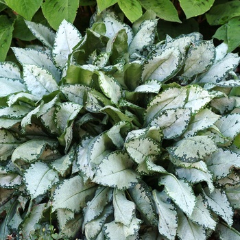 Pulmonaria 'Moonshine'