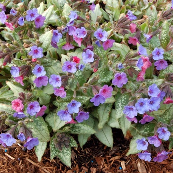 Pulmonaria 'Silver Shimmers'