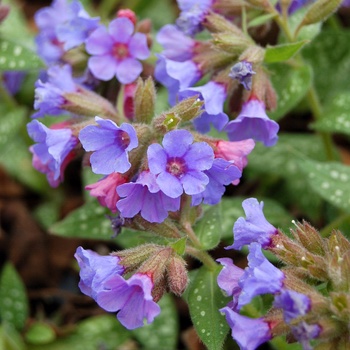 Pulmonaria 'Trevi Fountain'