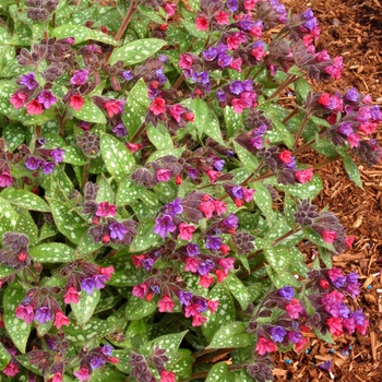 Pulmonaria 'Victorian Brooch' PP11234