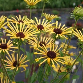 Rudbeckia subtomentosa 'Henry Eilers' 