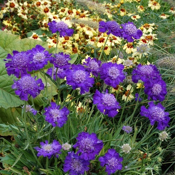 Scabiosa columbaria 'Vivid Violet' PP19260