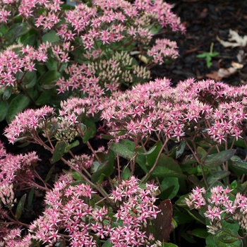 Sedum 'Cloud Walker' PP17406