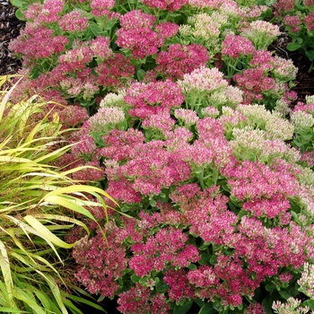 Sedum spectabile 'Hot Stuff' PP17212