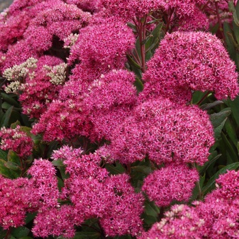 Sedum 'Mr. Goodbud'