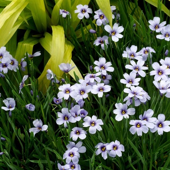 Sisyrinchium 'Devon Skies' 