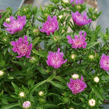 Stokesia laevis 'Purple Pixie' 19833