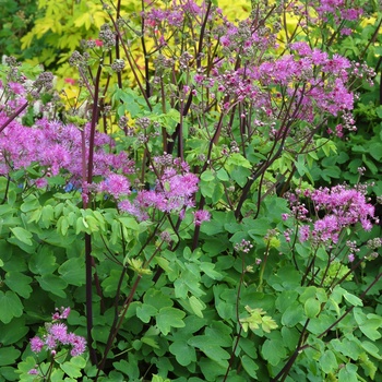 Thalictrum aquilegiifolium 'Black Stockings'