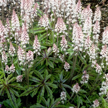 Tiarella 'Candy Striper'