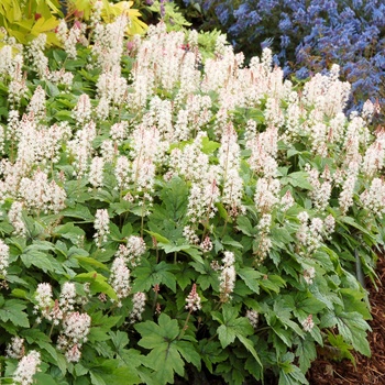 Tiarella cordifolia 'Crow Feather'