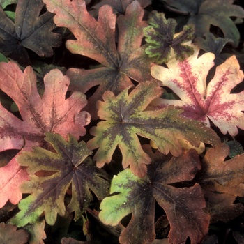 Tiarella 'Iron Butterfly' PP12396