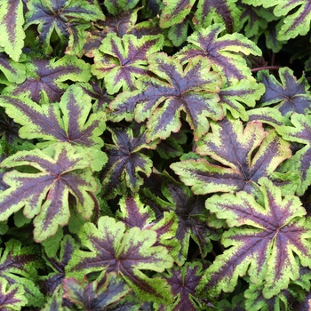 Tiarella 'Jeepers Creepers'