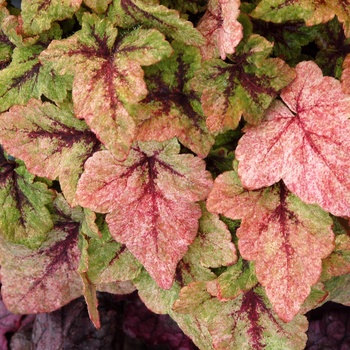 Tiarella 'Mystic Mist' PP21282