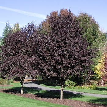 Prunus cerasifera 'Krauter Vesuvius' 