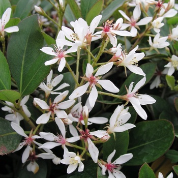 Rhaphiolepis indica 'Clara' 