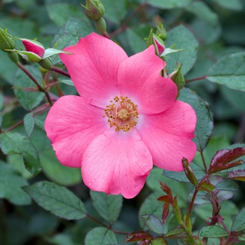 Rosa 'MEIpopul' 