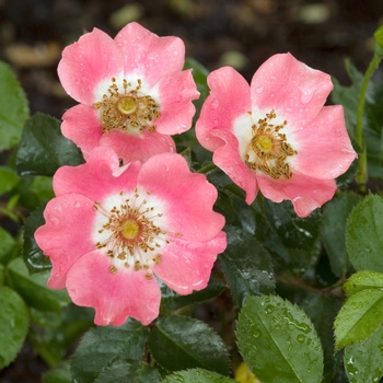 Rosa Meidiland 'Pink'