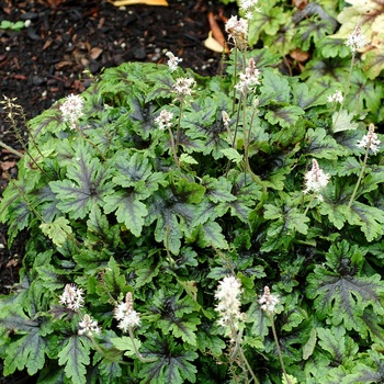 Tiarella 'Neon Lights' PP13289