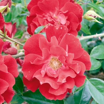 Rosa 'Red Ribbons'