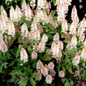 Tiarella 'Pink Skyrocket'