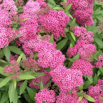 Spiraea x bumalda 'Anthony Waterer'