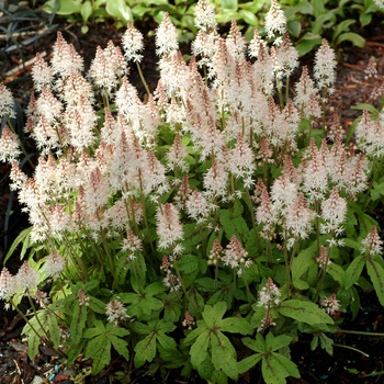 Tiarella 'Spring Symphony' PP12397