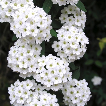 Spiraea x vanhouttei