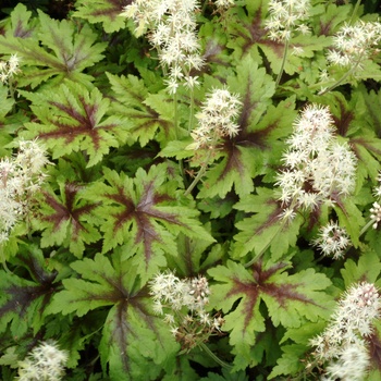 Tiarella cordifolia 'Sugar and Spice'