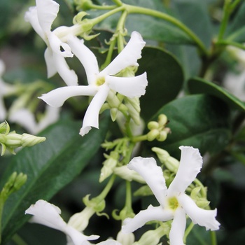 Trachelospermum jasminoides